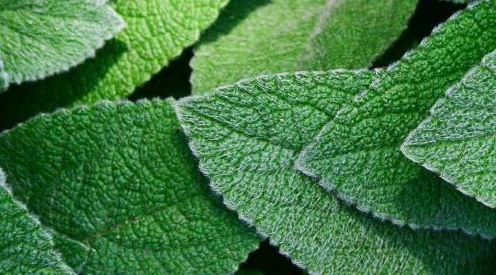 a closeup of leaves