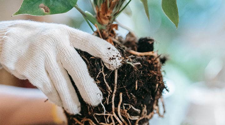 A gloved hand holding a plant showing lots of roots in soil