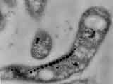 Magnetospirillum sp. AMB-1