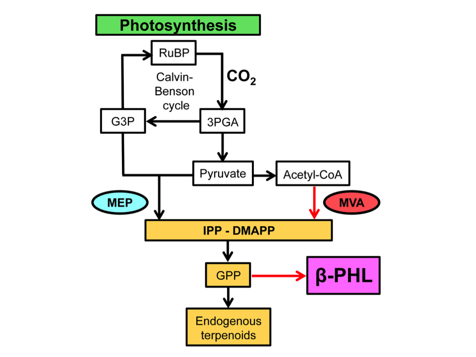 Schematic of metabolic pathways in Synechocystis transformants, as employed in our work. 