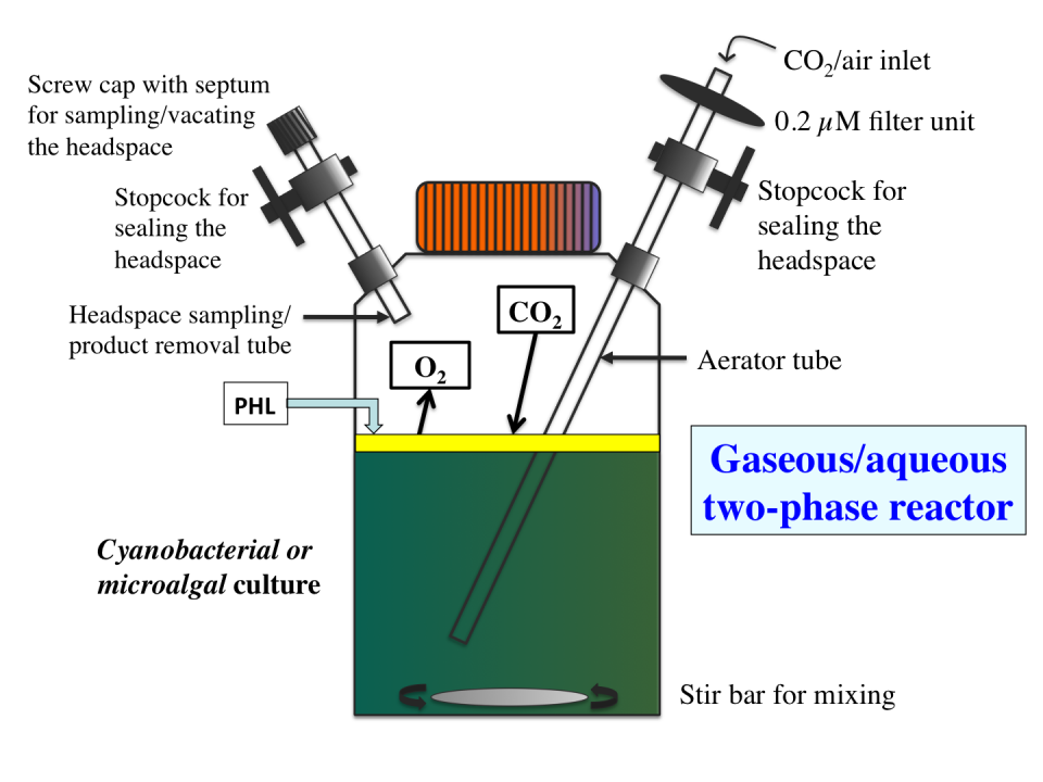 Custom-designed fed-batch bioreactor for diffusion-based gas exchange and terpene hydrocarbons production.