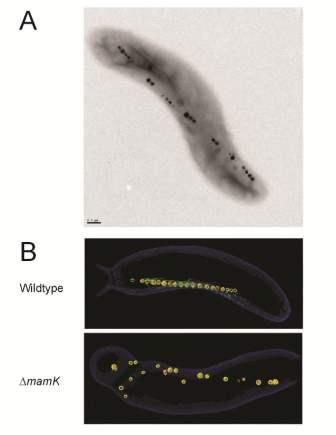 Visualized under transmission electron microscopy, Magnetospirillum magneticum AMB-1 forms electron-dense, magnetic crystals of magnetite inside a magnetosome organelle (Panel A) (Abreu, unpublished).  These organelles are organized into chains by the bacterial actin protein MamK (green filaments, Panel B) (Komeili et al. 2006).  The process of magnetosome organization is where Abreu’s work is focused.