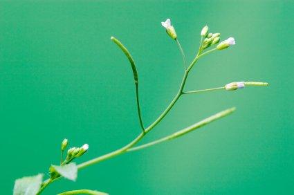 arabidopsis