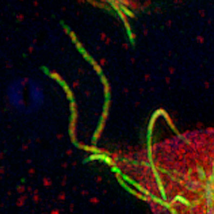 Giardia flagella
