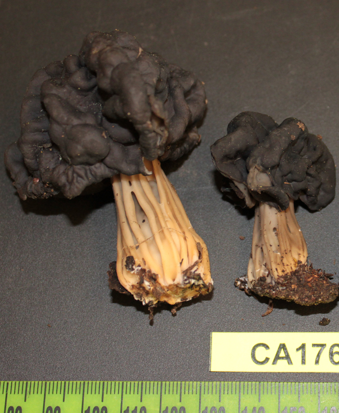 A dried sample of helvella dryophila (mushrooms) helvella dryophila