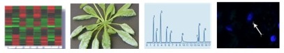Research Overview
