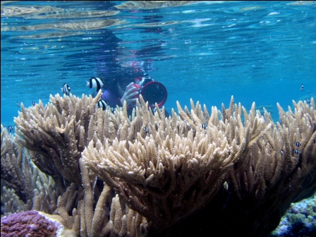 Coral Gardens