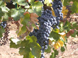 Grapes