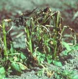 Frost damage to potato plants