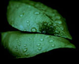 Ice Formation in Citrus Leaf