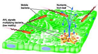 Leaf Model