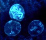 Gift Wrap Pollen