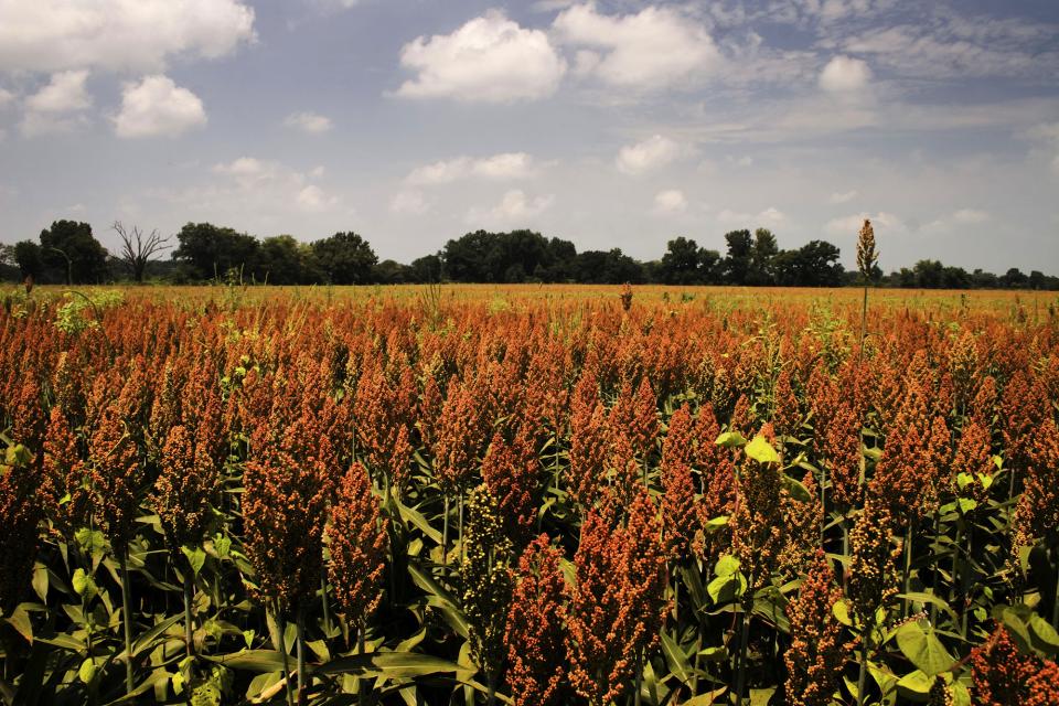 Sorghum