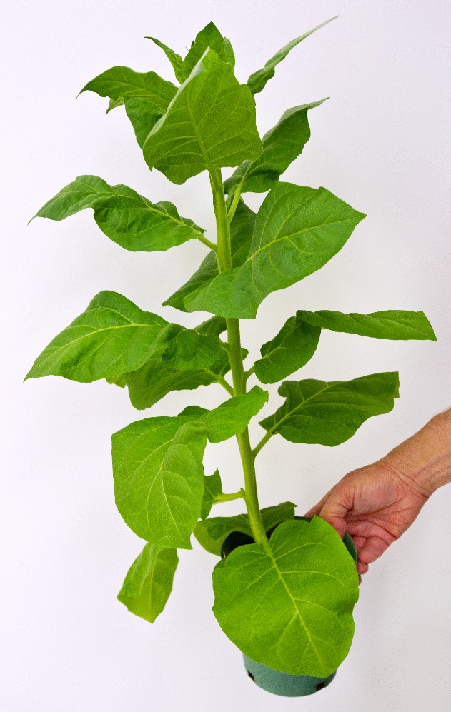 Tobacco plant
