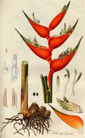 Heliconia