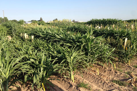 Sorghum at the UC Kearney Agricultural Research and Extension Center, where field testing will take place next year. (Photo by Peggy Lemaux)