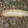 Termite
