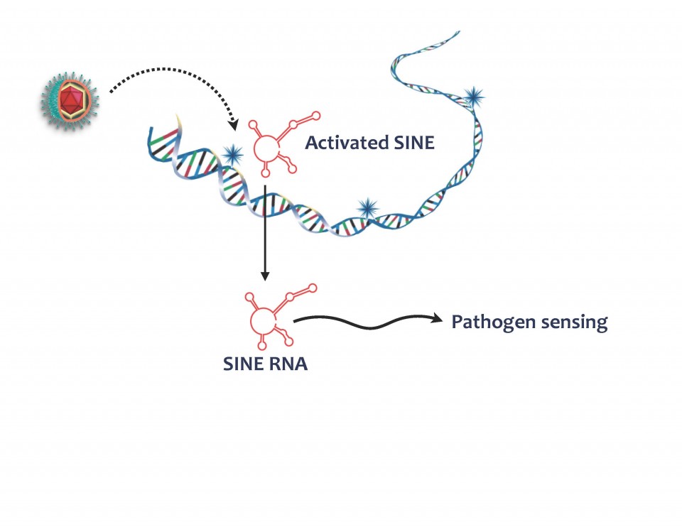 sine figure
