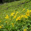 monkeyflowers